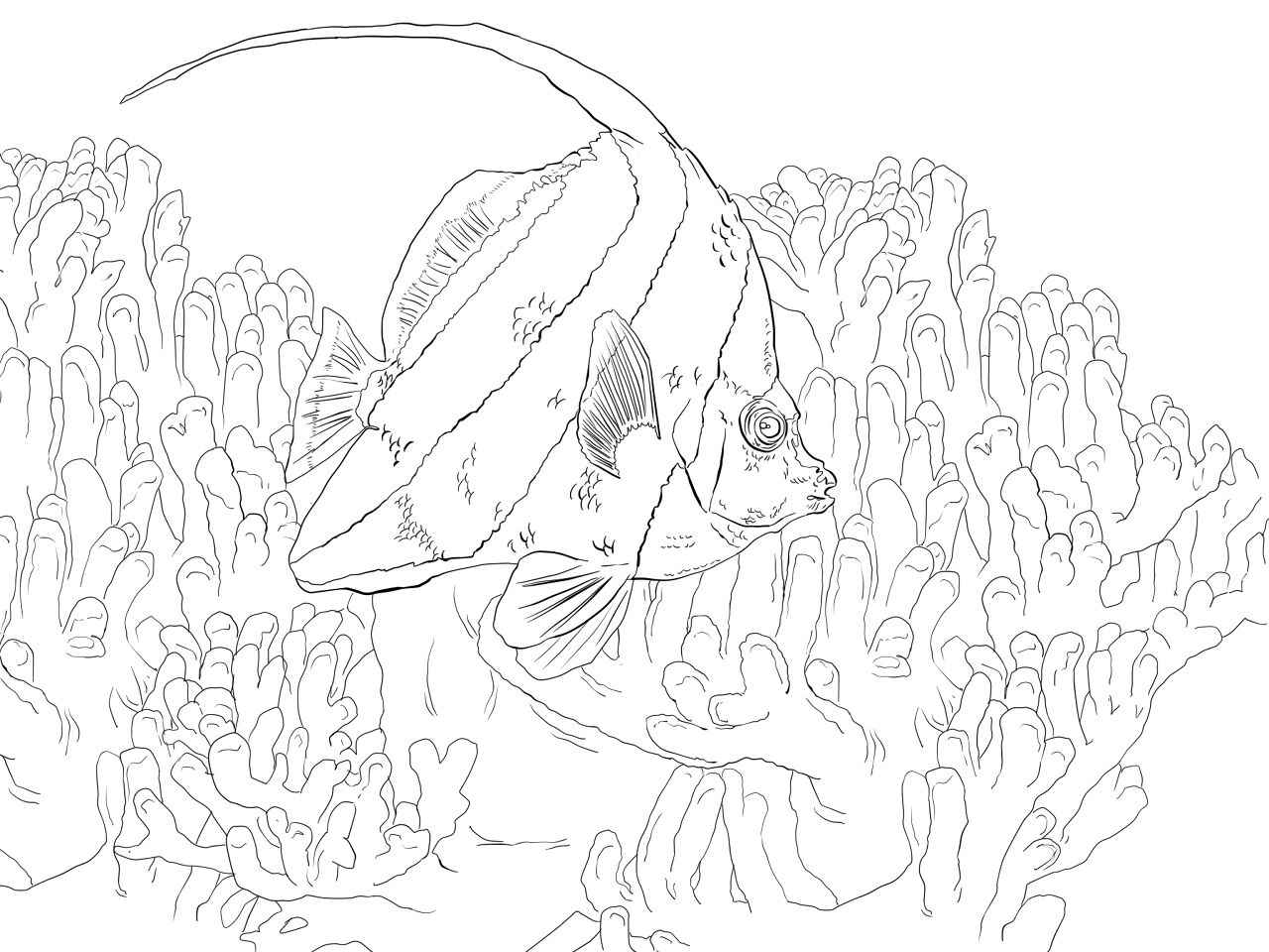 Desenho de Recife De Coral para colorir e imprimir: número 48