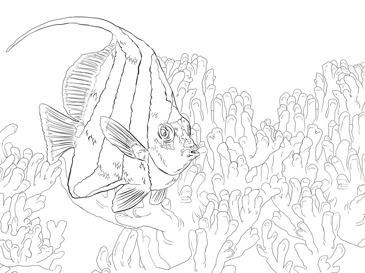 Desenho de Recife De Coral para colorir