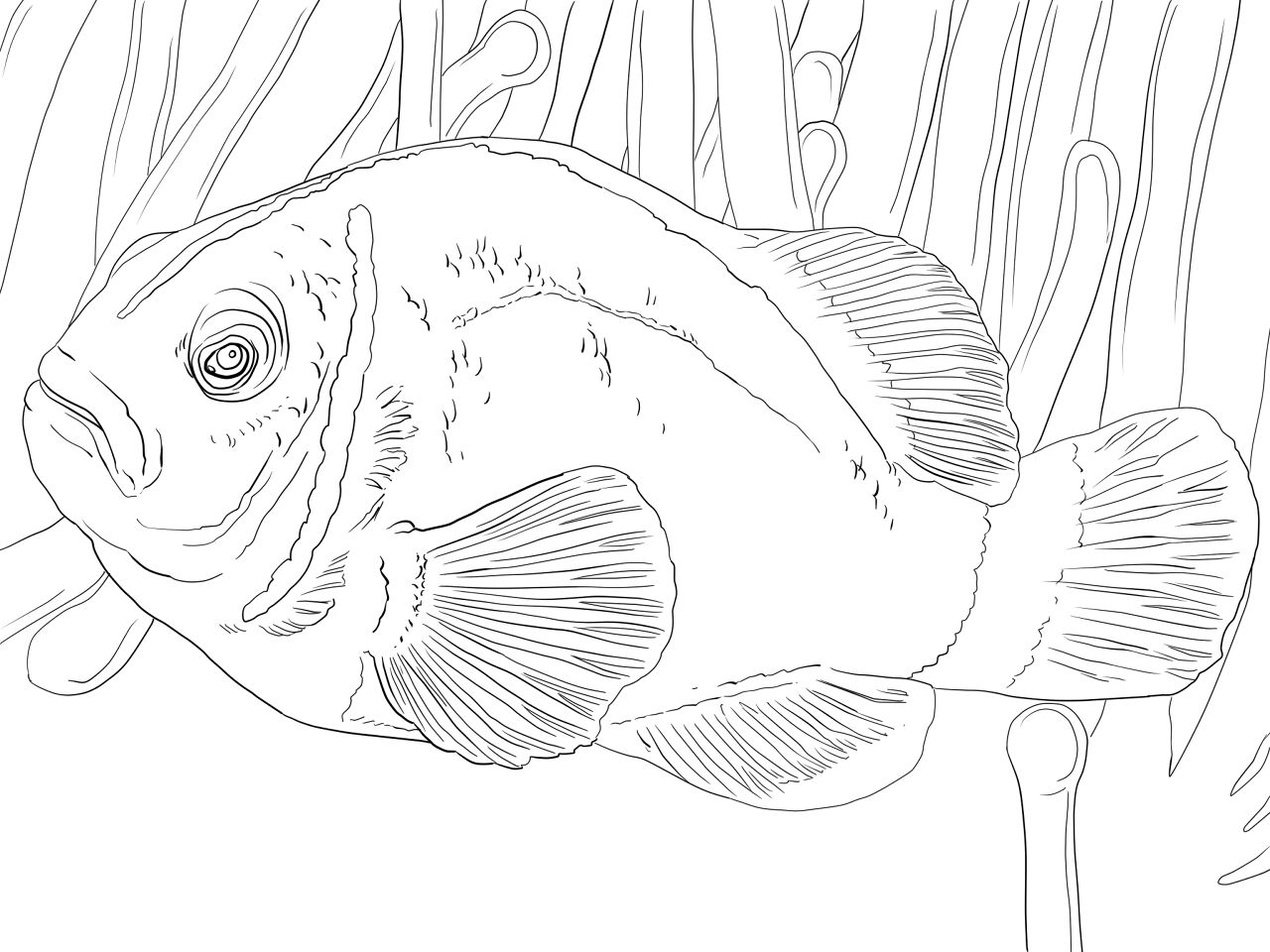 Desenho de Recife De Coral para colorir