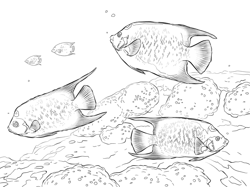 Desenho de Recife De Coral para colorir