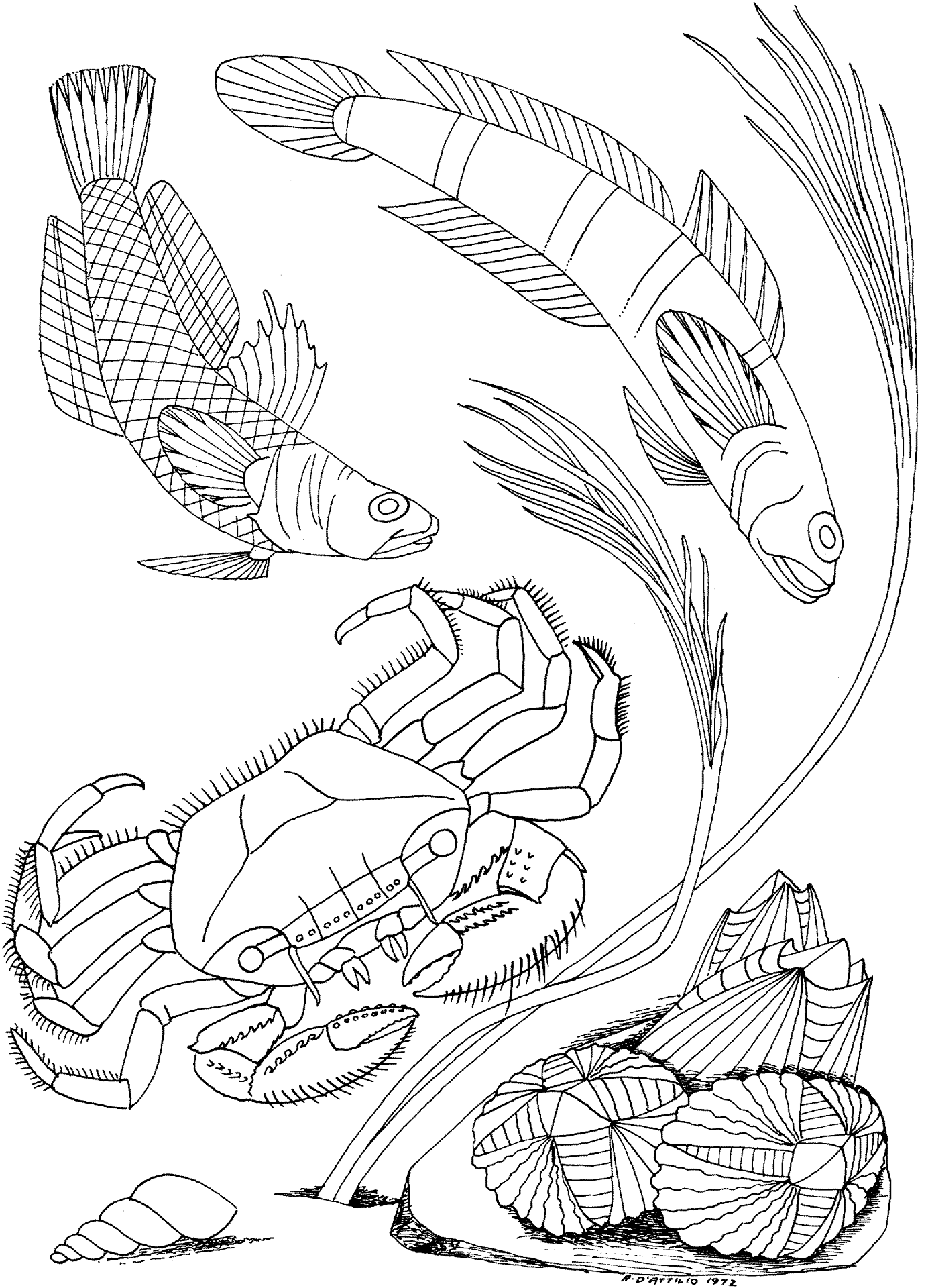 Desenho de Recife De Coral para colorir
