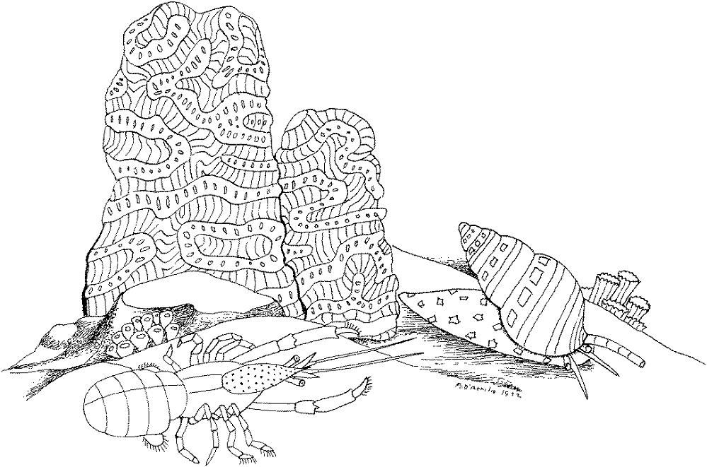 Desenho de Recife De Coral para colorir