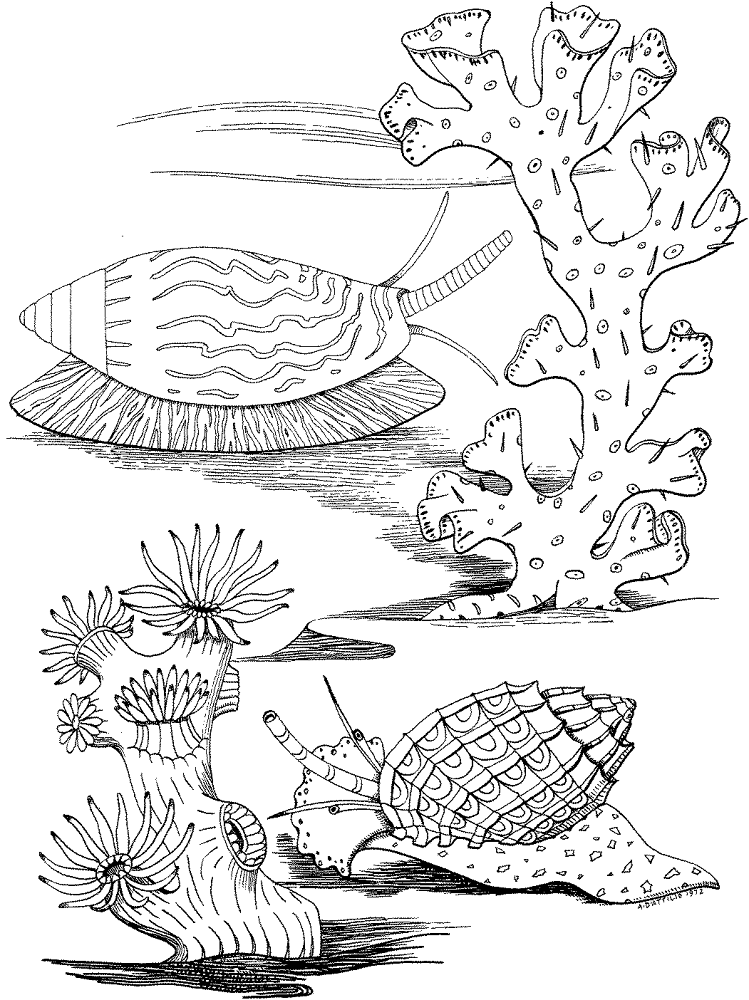 Desenho de Recife De Coral para colorir