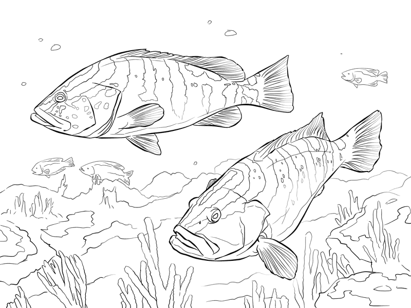 Desenho de Recife De Coral para colorir