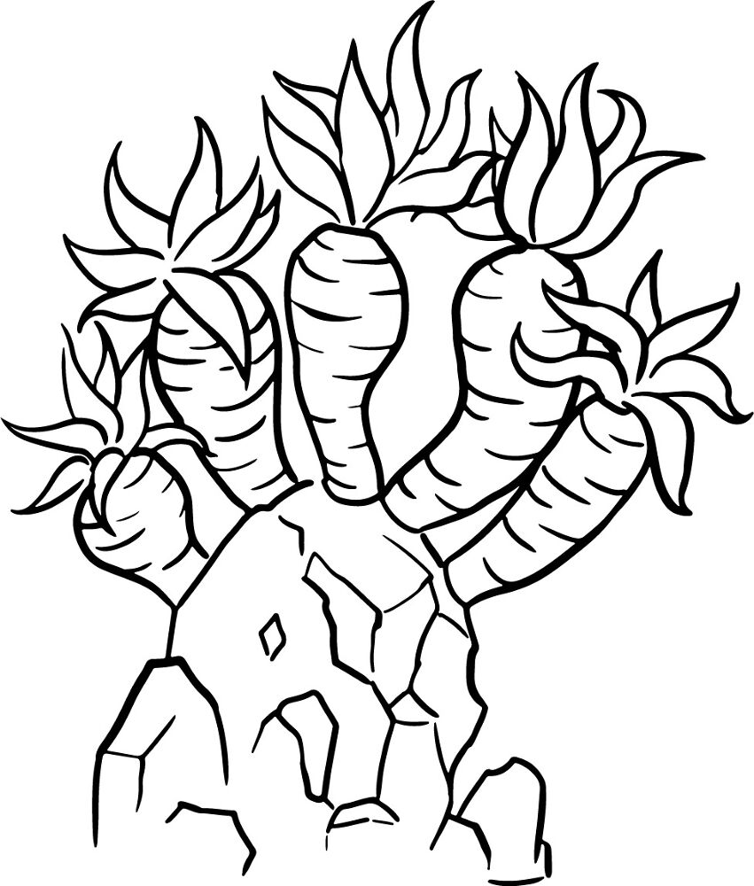 Desenho de Recife De Coral para colorir