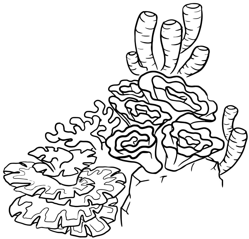 Desenho de Recife De Coral para colorir