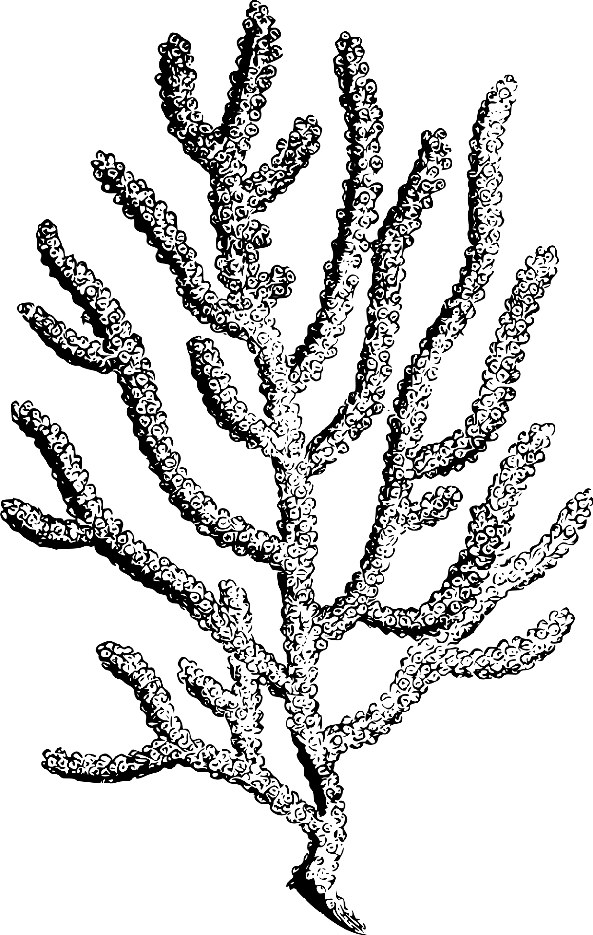 Desenho de Recife De Coral para colorir