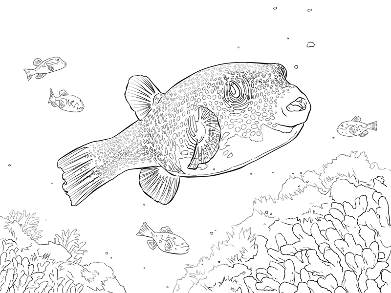 Desenho de Recife De Coral para colorir