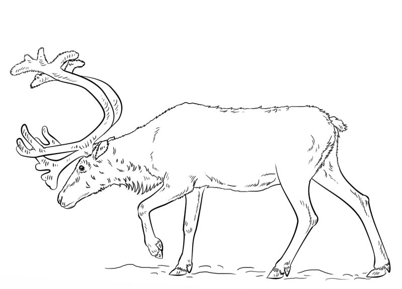 Desenho de Rena para colorir e imprimir: número 19