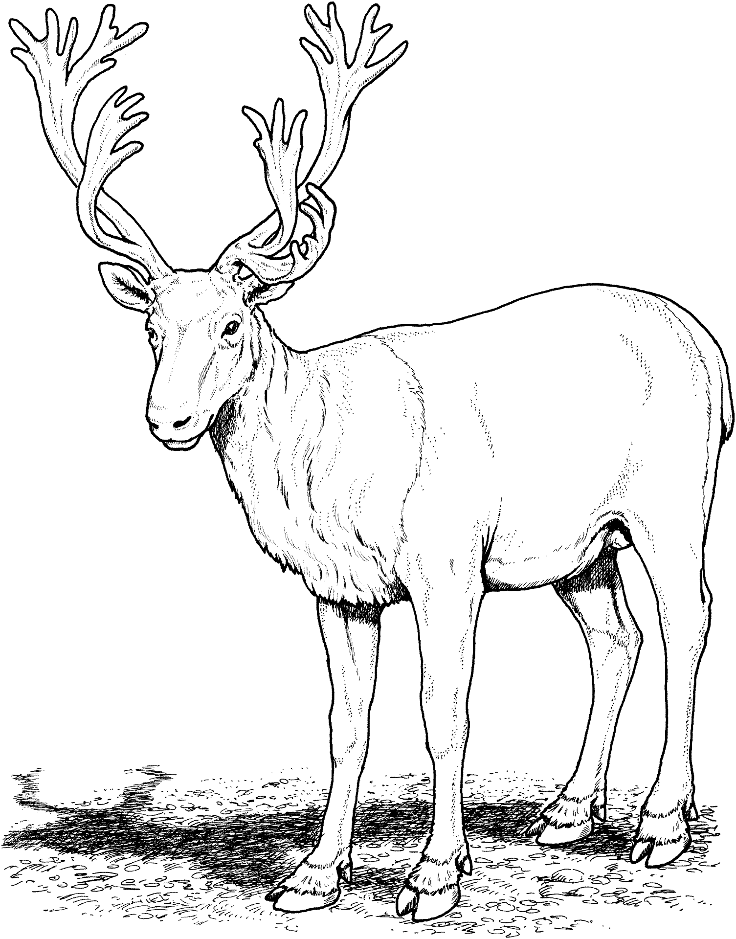 Desenho de Rena para colorir e imprimir: número 28