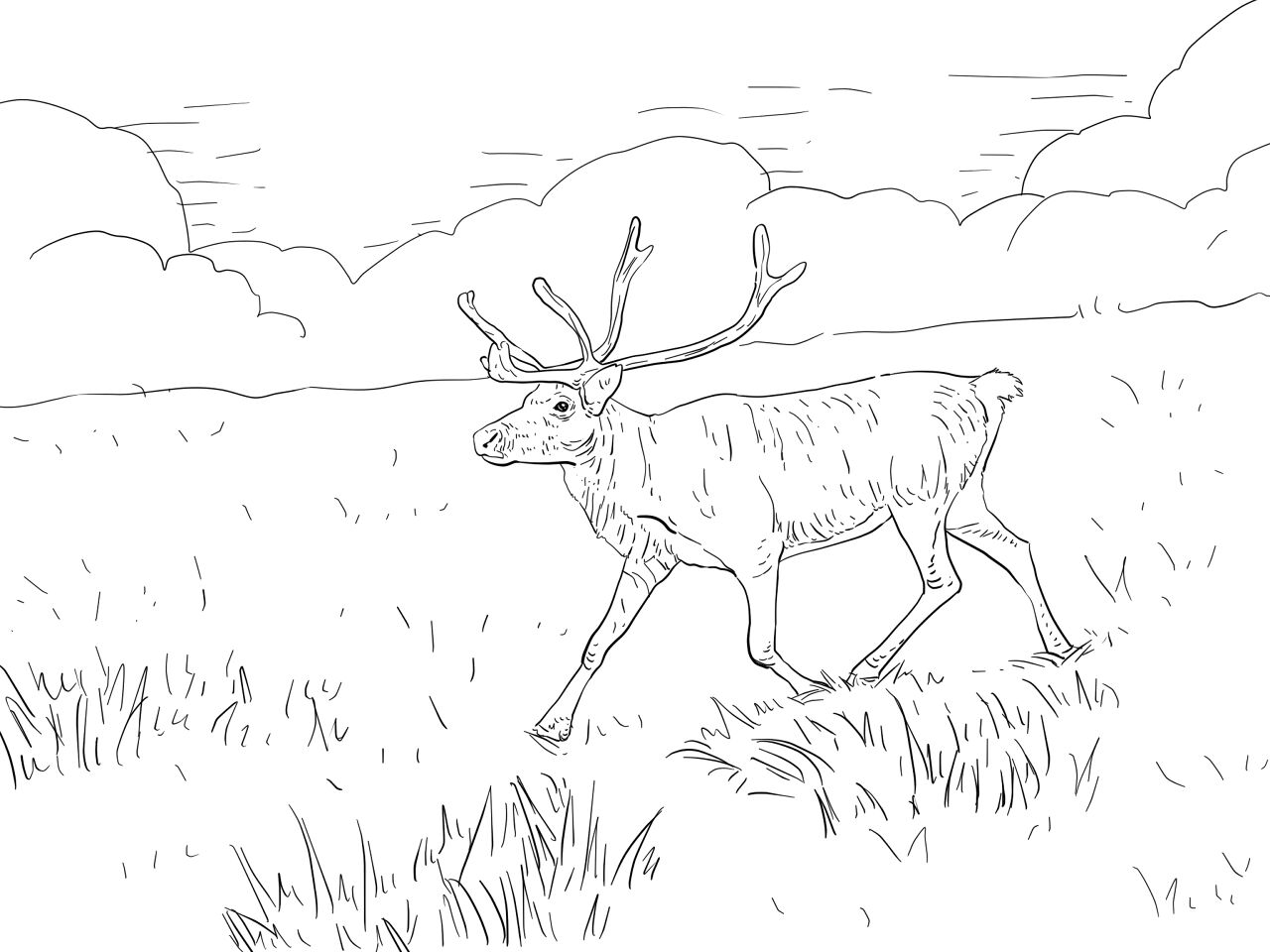 Desenho de Rena para colorir