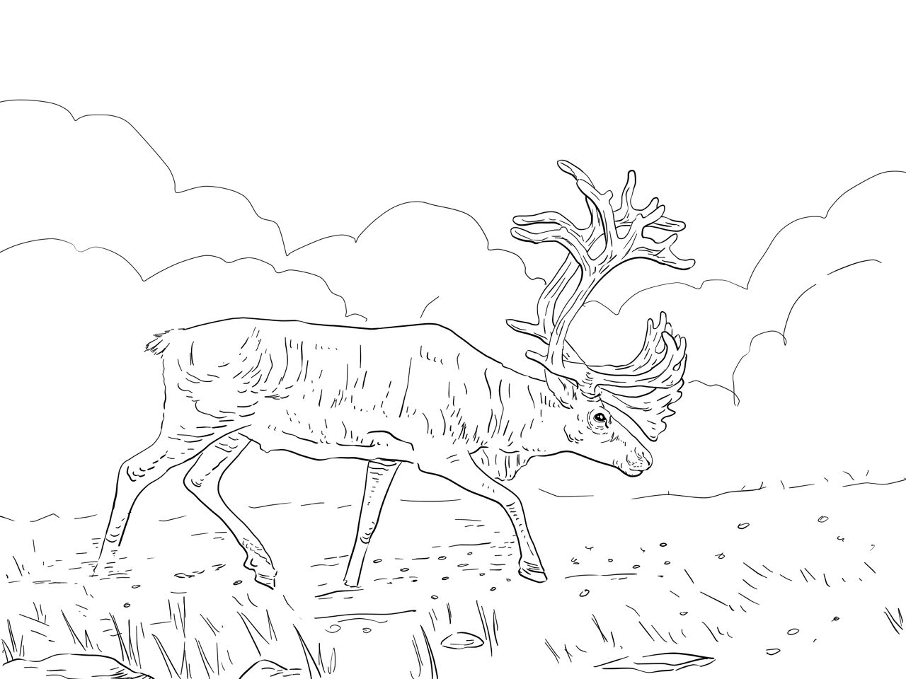 Desenho de Rena para colorir