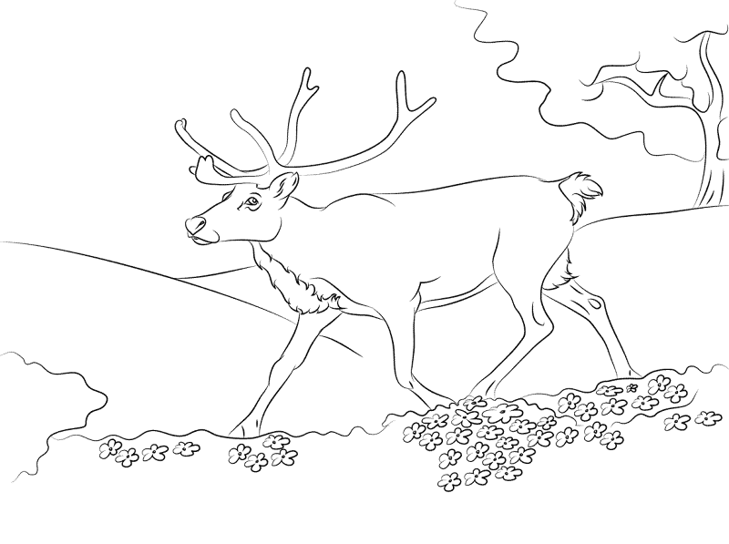 Desenho de Rena para colorir