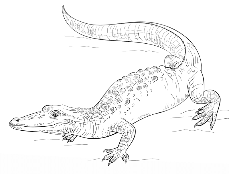 Desenho de Répteis para colorir e imprimir: número 3