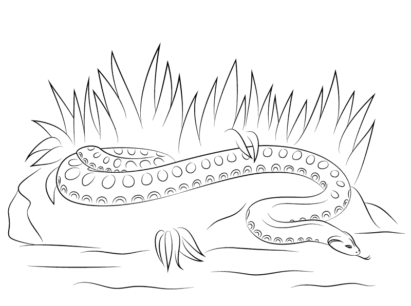 Desenho de Répteis para colorir e imprimir: número 12
