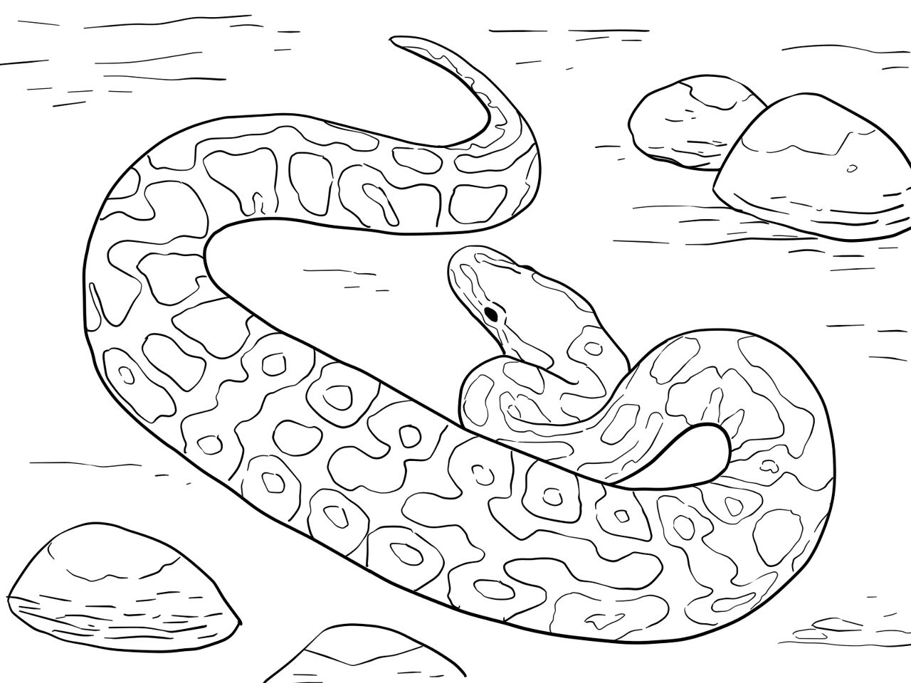 Desenho de Répteis para colorir e imprimir: número 15