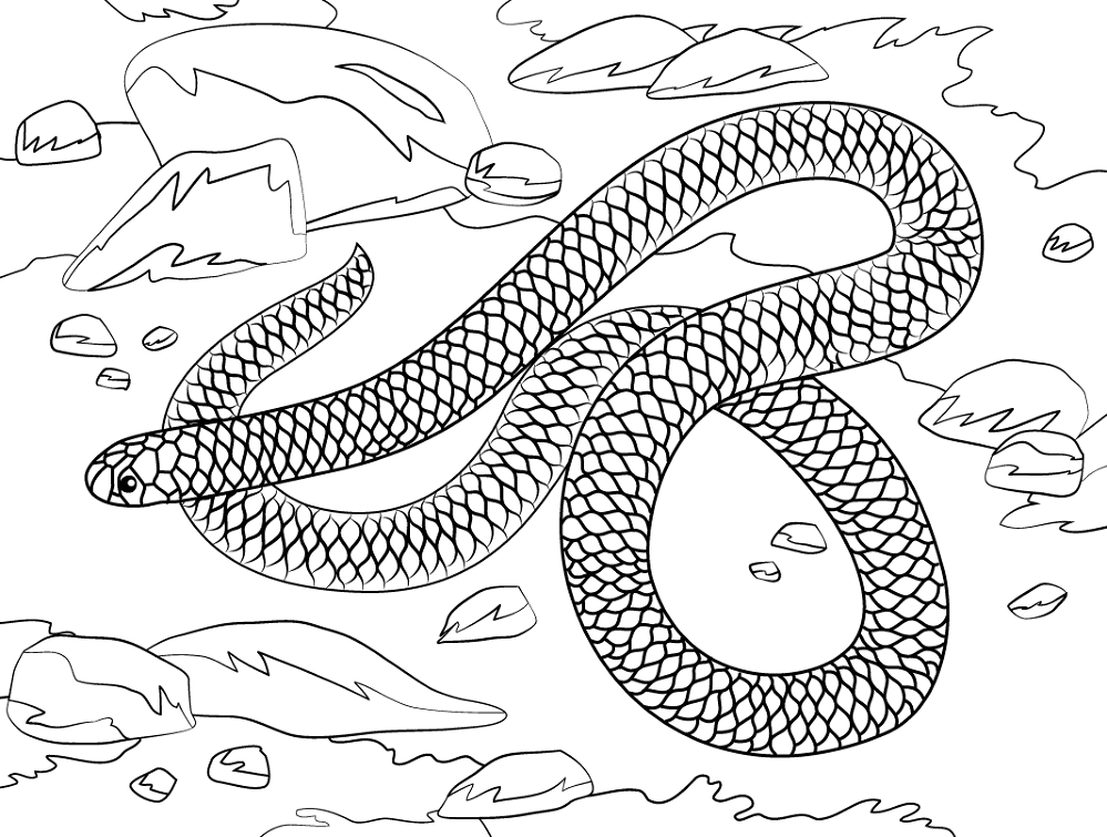 Desenho de Répteis para colorir e imprimir: número 16
