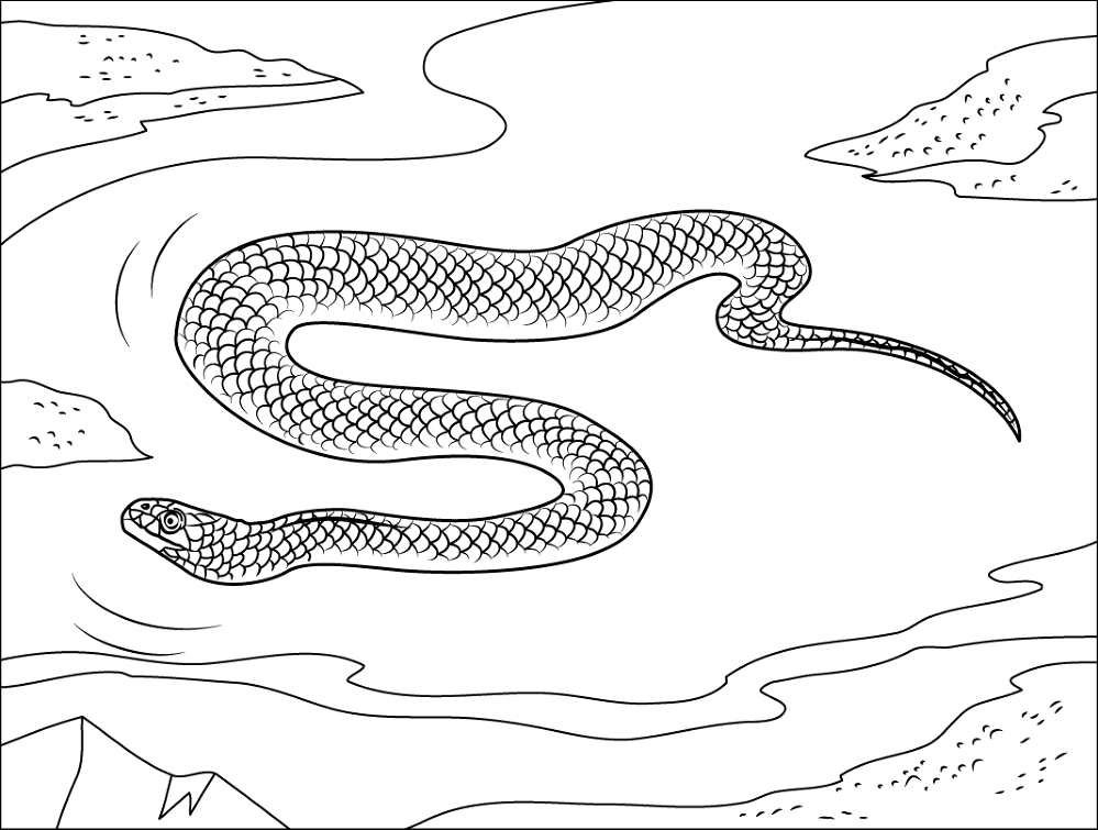 Desenho de Répteis para colorir e imprimir: número 17