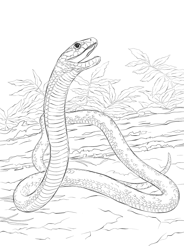Desenho de Répteis para colorir e imprimir: número 19