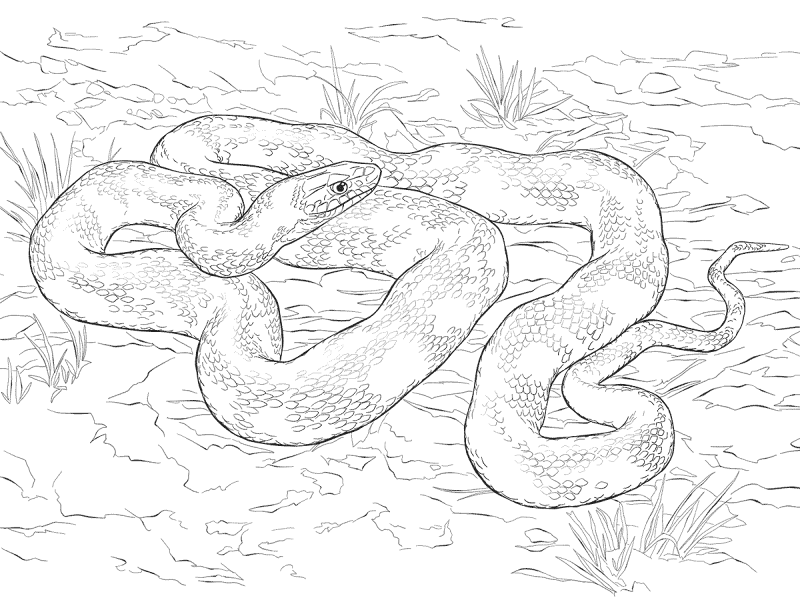 Desenho de Répteis para colorir e imprimir: número 20