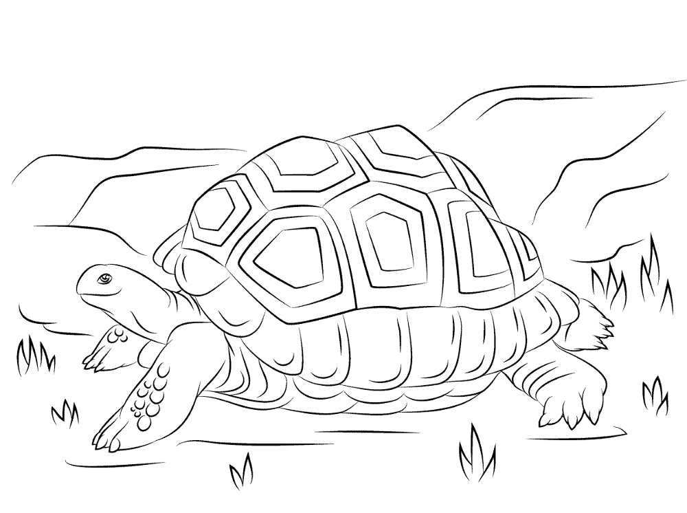 Desenho de Répteis para colorir e imprimir: número 25