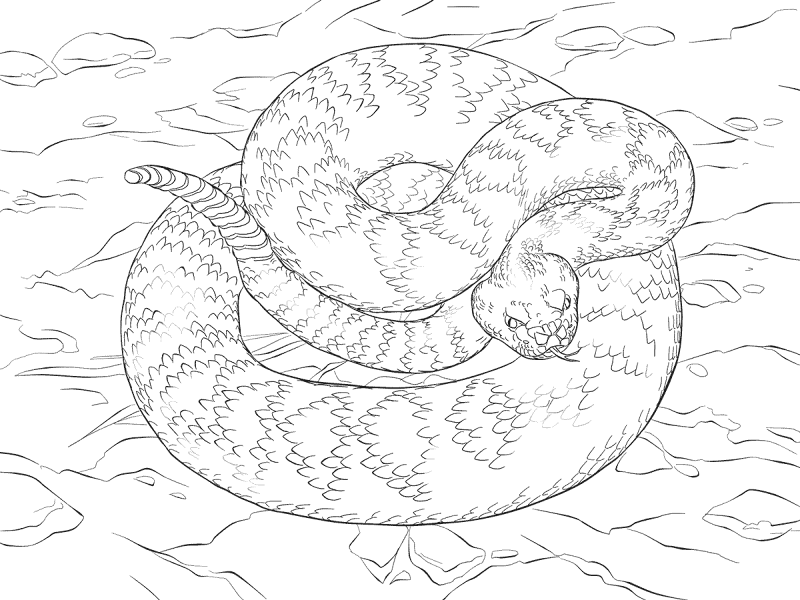 Desenho de Répteis para colorir e imprimir: número 30