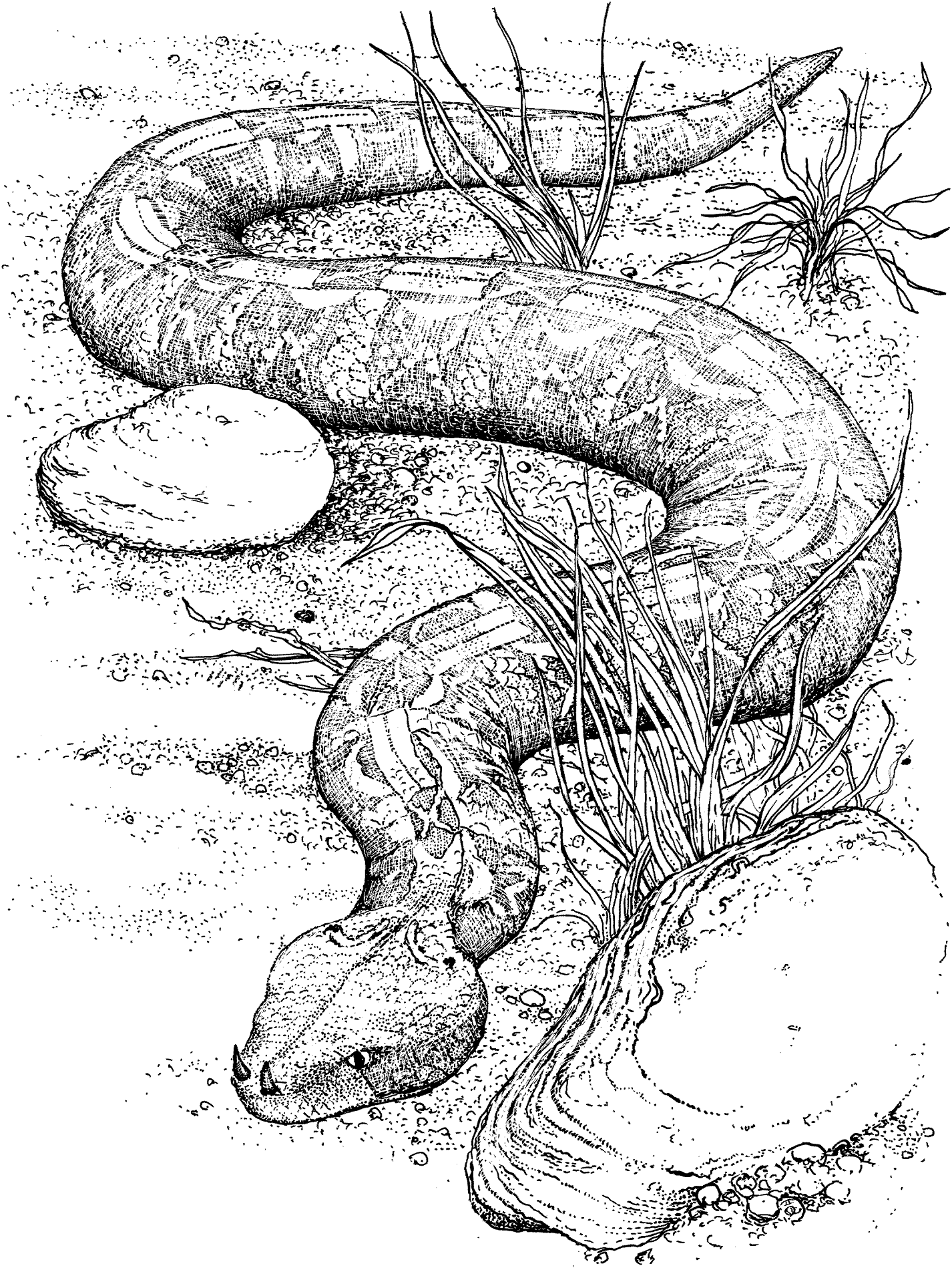 Desenho de Répteis para colorir e imprimir: número 32