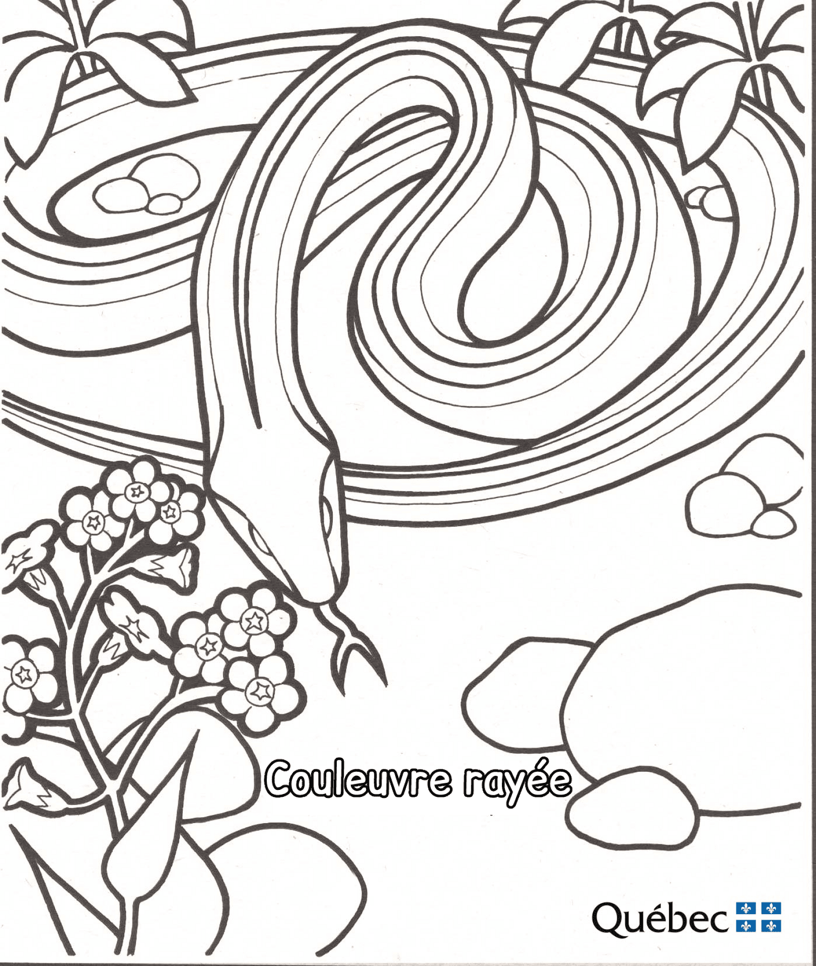 Desenho de Répteis para colorir e imprimir: número 33