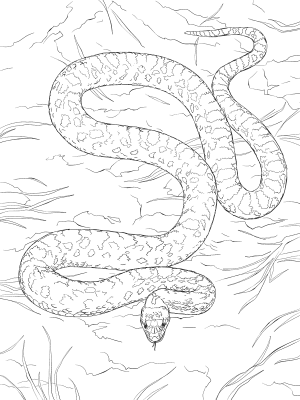 Desenho de Répteis para colorir e imprimir: número 34