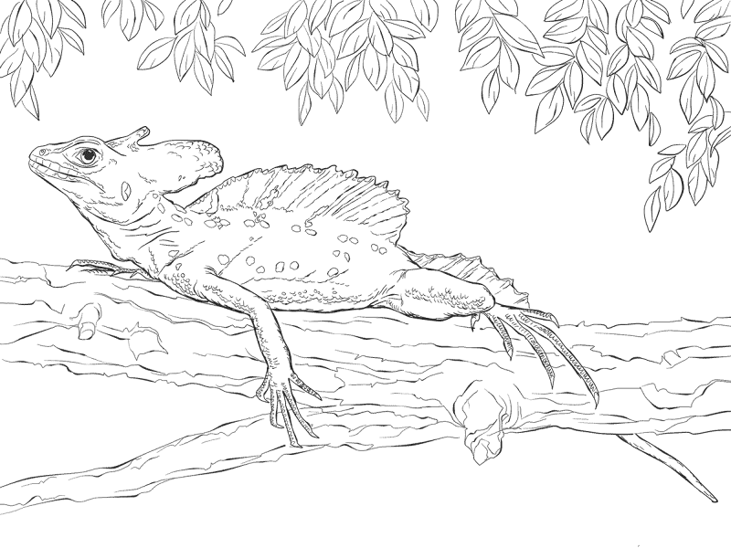 Desenho de Répteis para colorir e imprimir: número 35