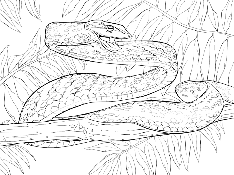 Desenho de Répteis para colorir e imprimir: número 36