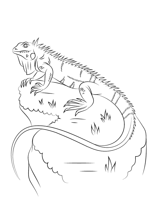 Desenho de Répteis para colorir e imprimir: número 38