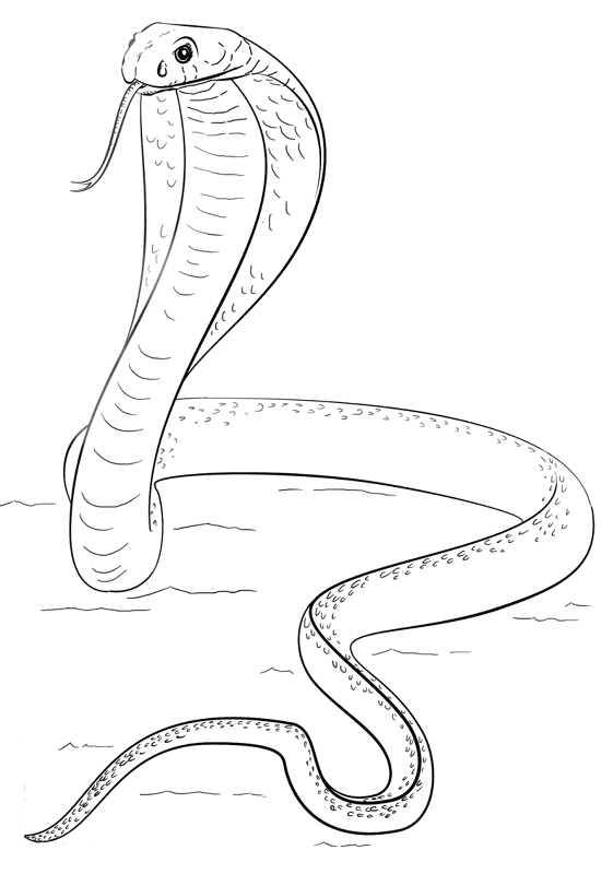 Desenho de Répteis para colorir e imprimir: número 40