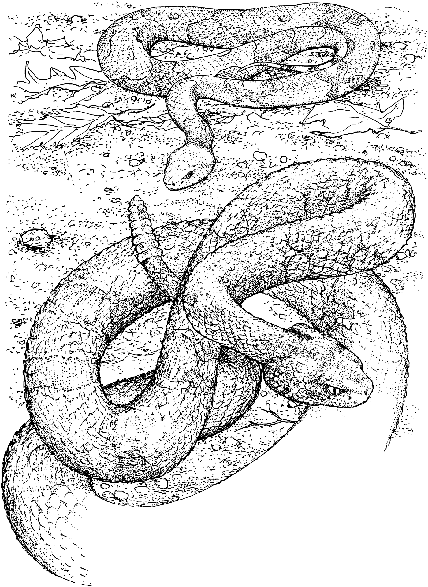 Desenho de Répteis para colorir e imprimir: número 48