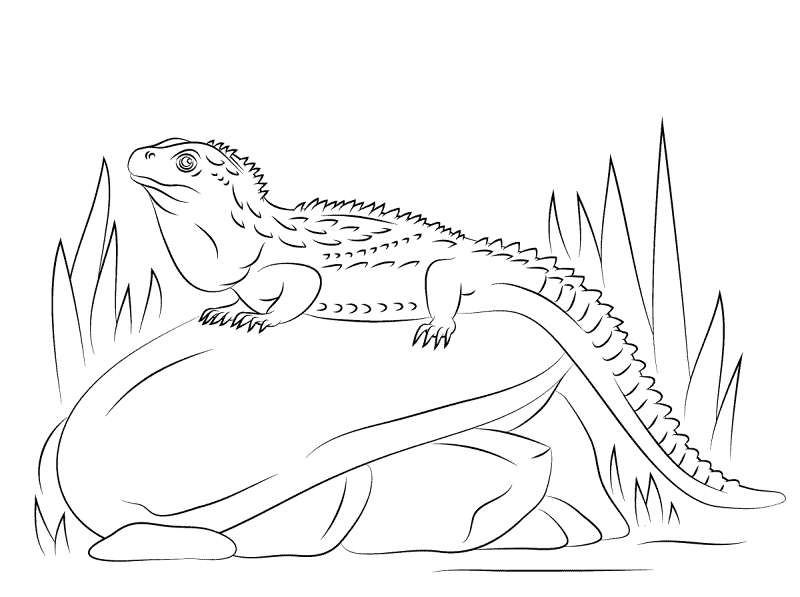 Desenho de Répteis para colorir