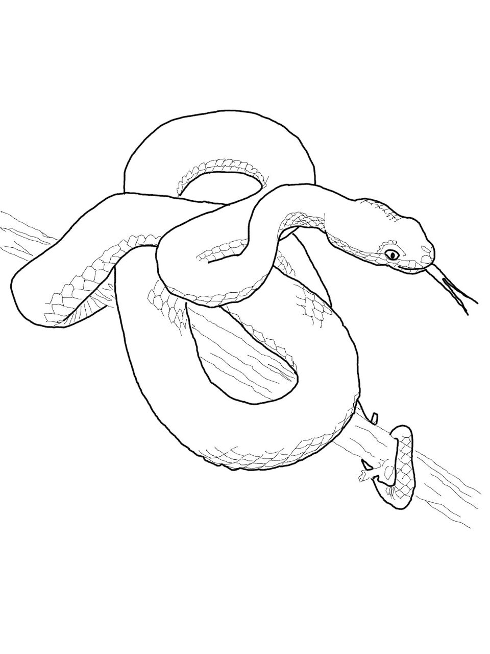 Desenho de Répteis para colorir