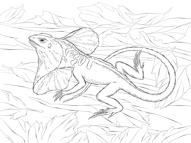 Desenho de Répteis para colorir