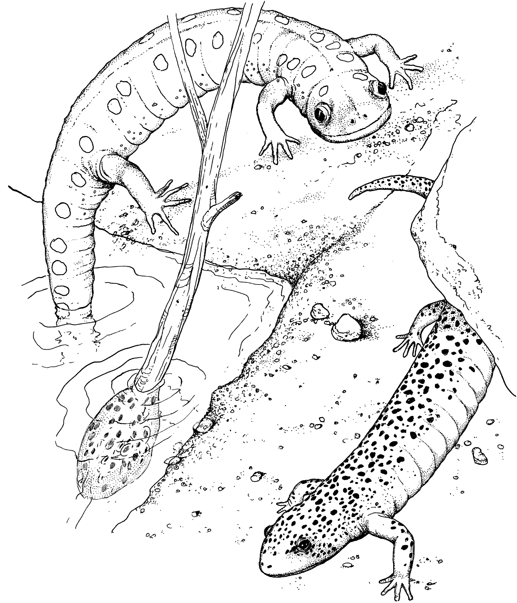 Desenho de Répteis para colorir