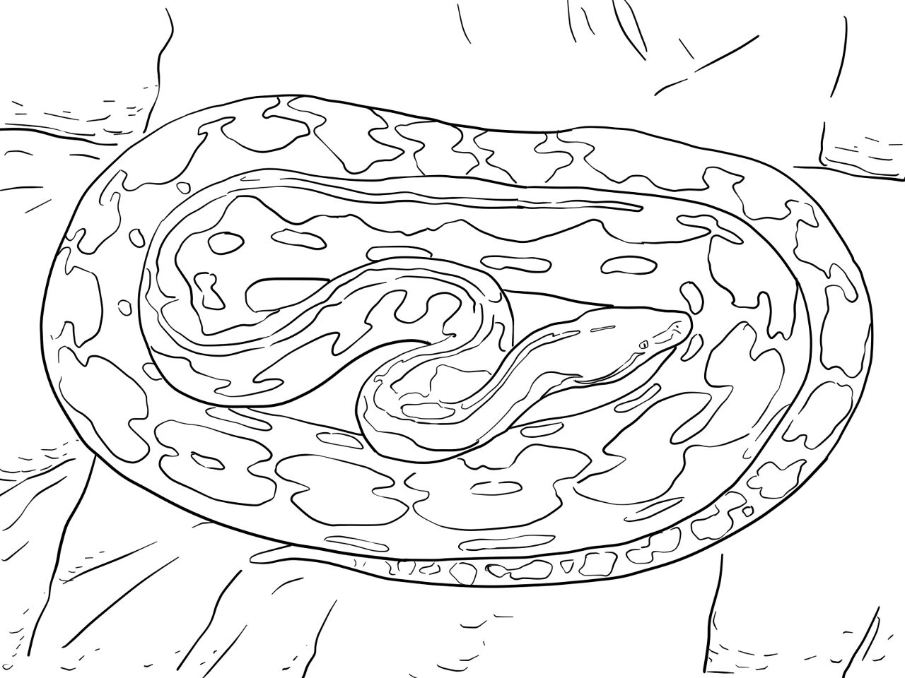 Desenho de Répteis para colorir