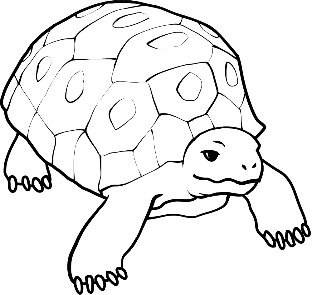 Desenho de Répteis para colorir