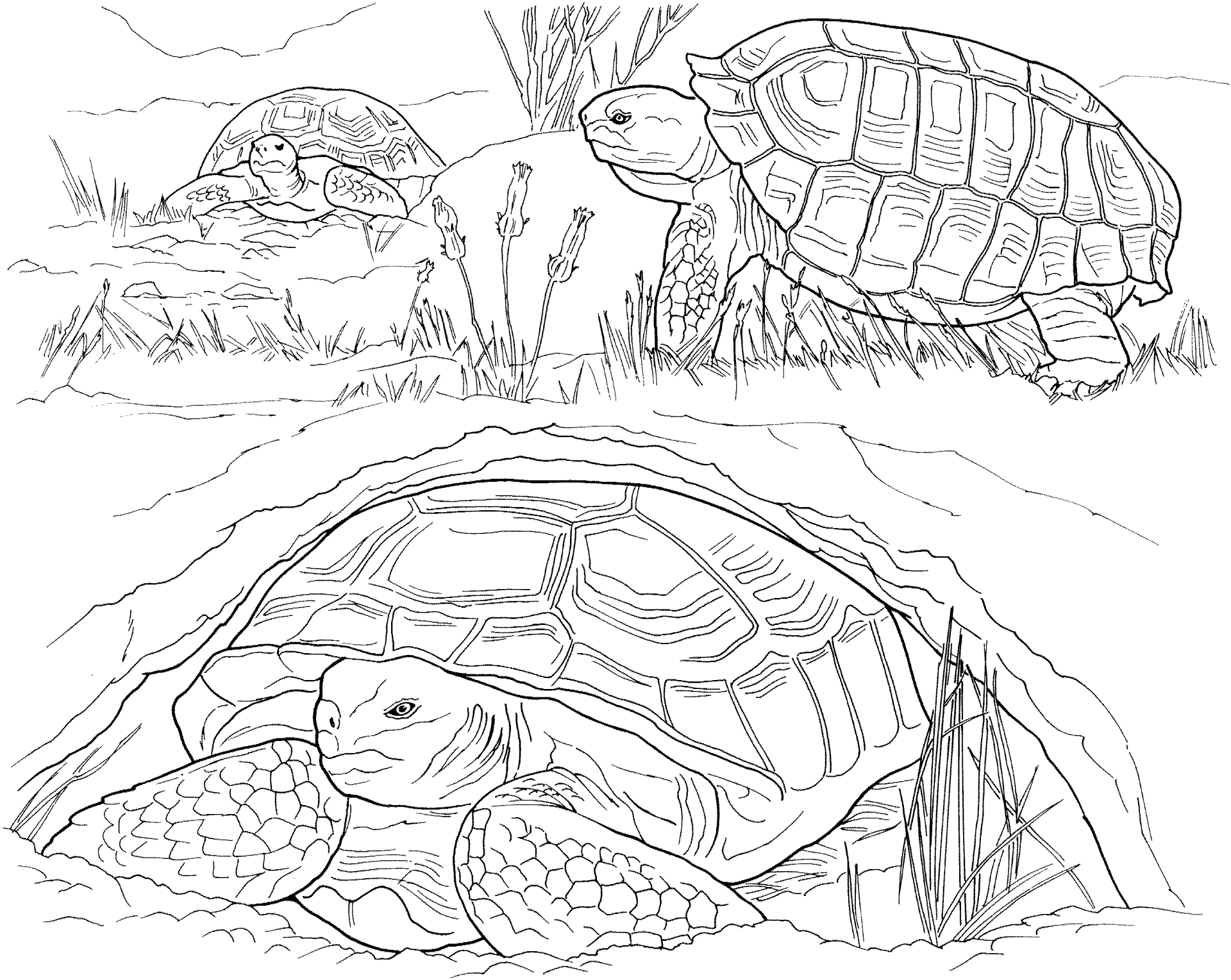 Desenho de Répteis para colorir
