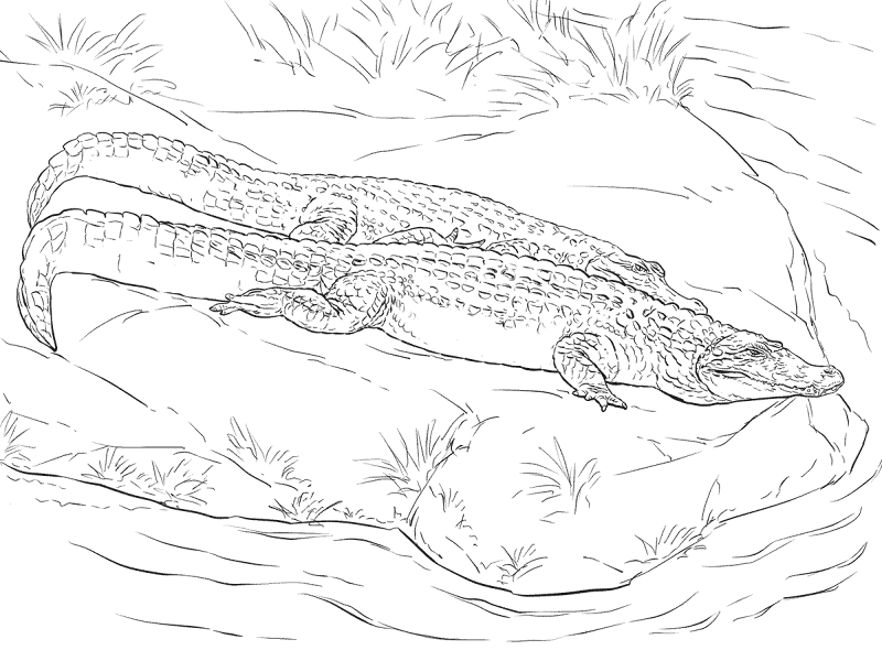 Desenho de Répteis para colorir