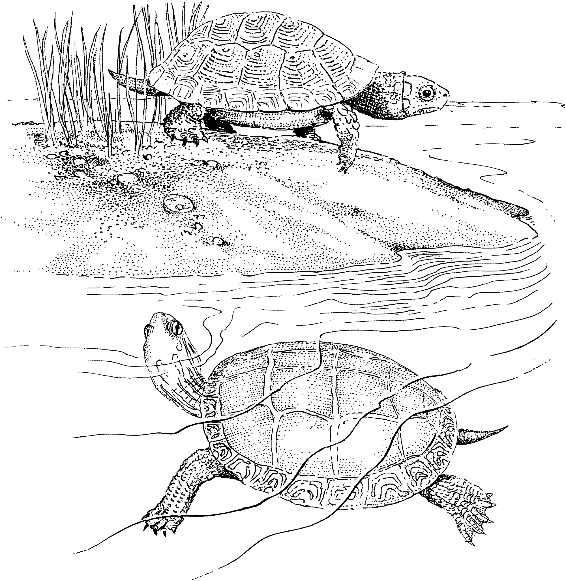 Desenho de Répteis para colorir