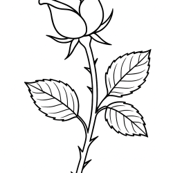 Desenho de Rosa para colorir e imprimir: número 12