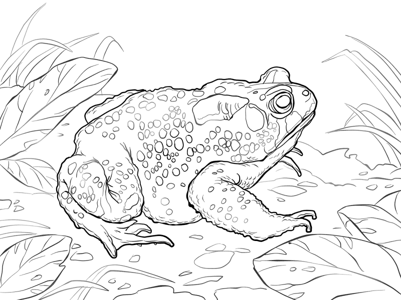 Desenho de Sapos para colorir e imprimir: número 17