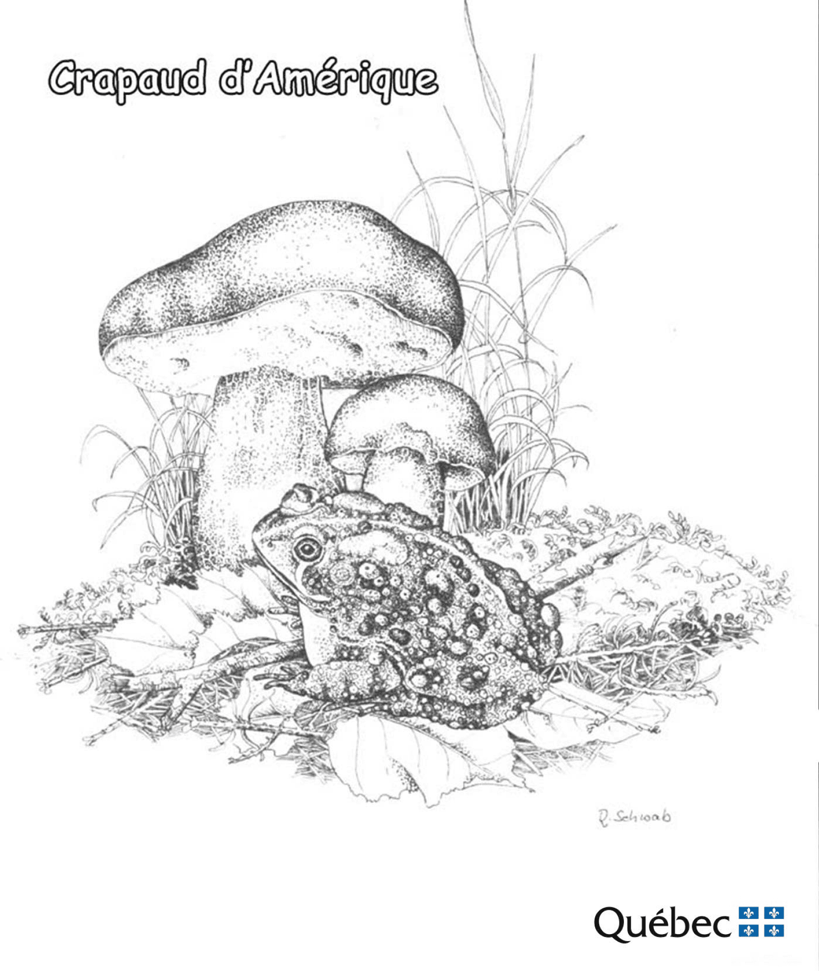 Desenho de Sapos para colorir e imprimir: número 18