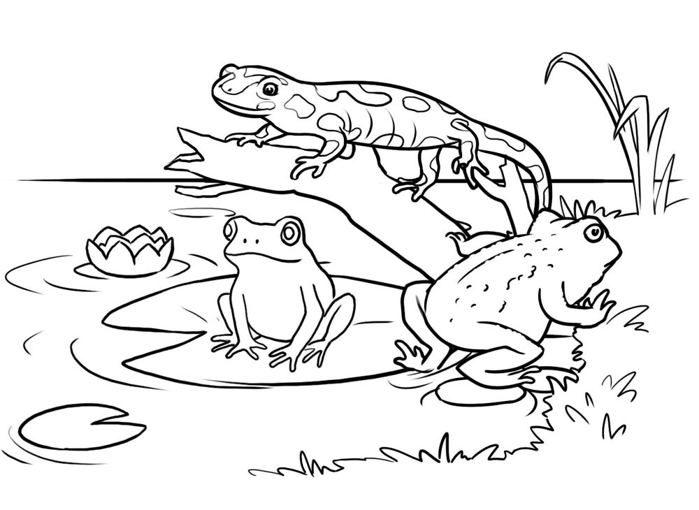 Desenho de Sapos para colorir e imprimir: número 19