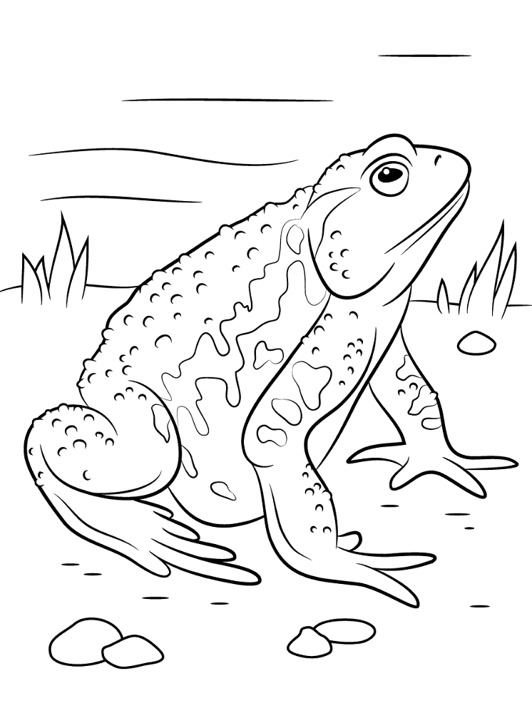 Desenho de Sapos para colorir e imprimir: número 20