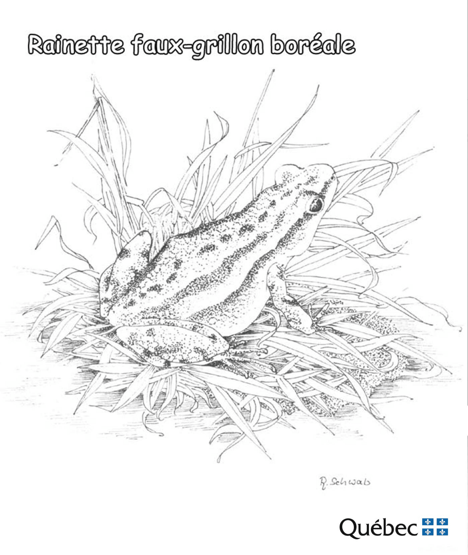Desenho de Sapos para colorir e imprimir: número 22