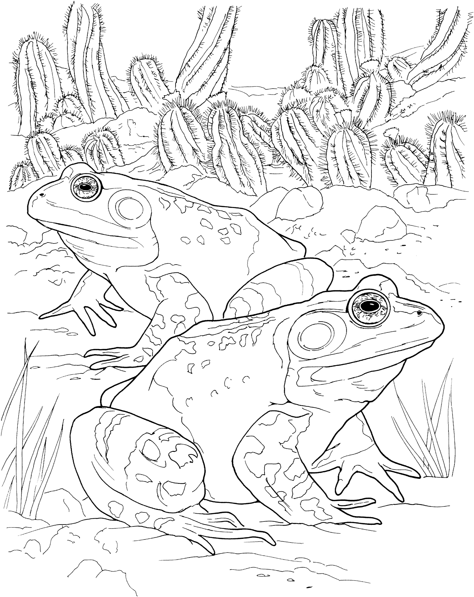 Desenho de Sapos para colorir e imprimir: número 35